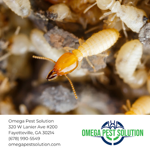Omega Pest Solution Expands Termite Control Services as Property Damage Concerns Rise Nationwide